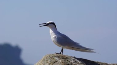 Forster's tern bird on the rock