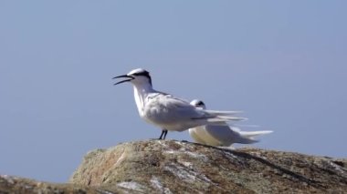 Forster's tern bird on the rock