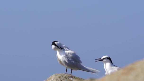 Forster Kayadaki Deniz Kuşu — Stok video