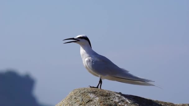 Forster Tern Bird Rock — Stok video