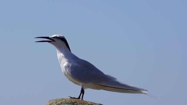 Forster Kayadaki Deniz Kuşu — Stok video