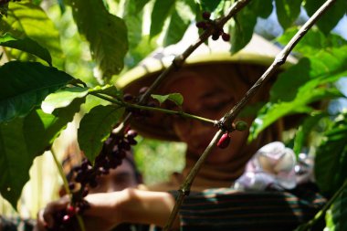 Harvesting Coffee at the ceremony of manten kopi (Coffee marriage). Manten Kopi is one of the rituals for harvesting coffee in Indonesia