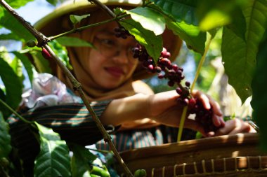 Harvesting Coffee at the ceremony of manten kopi (Coffee marriage). Manten Kopi is one of the rituals for harvesting coffee in Indonesia