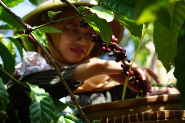 Harvesting Coffee at the ceremony of manten kopi (Coffee marriage). Manten Kopi is one of the rituals for harvesting coffee in Indonesia