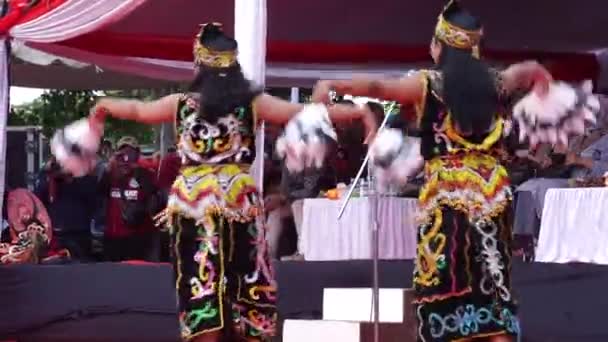 Indonesialainen Enggang Tanssi Tämä Enggang Tanssi Kuvaa Jokapäiväistä Elämää Hornbills — kuvapankkivideo