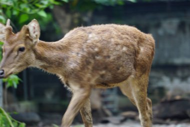 Doğada bir grup geyik