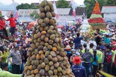 Endonezya, pulud ketan üzerinde tumpeng durian (durian koni) için savaşmaktadır. Pulud ketan, Kediri 'de düzenlenen Durian festivali.