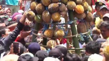 Endonezya, pulud ketan üzerinde tumpeng durian (durian koni) için savaşmaktadır. Pulud ketan, Kediri 'de düzenlenen Durian festivali.