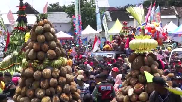 印尼人正在与土拨鼠斗牛 土拨鼠锥形 普卢德番茄酱是榴莲节在基迪里 — 图库视频影像