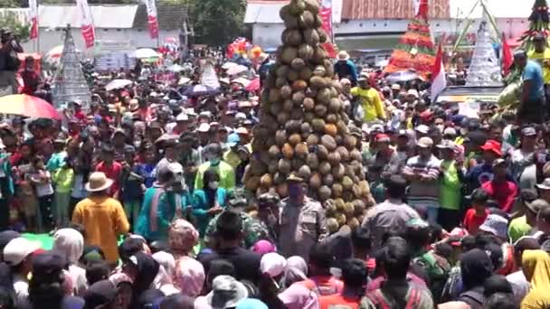 Indonesio Está Luchando Por Tumpeng Durian Cono Durian Ketan Pulud — Vídeos de Stock