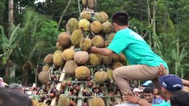 Endonezyalılar sumberasri durian festivalinde tumpeng durian taşıyor.