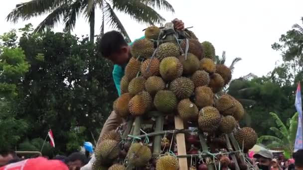 Indonezyjczycy Niosą Tumpeng Durian Festiwalu Sumberasri Durian — Wideo stockowe
