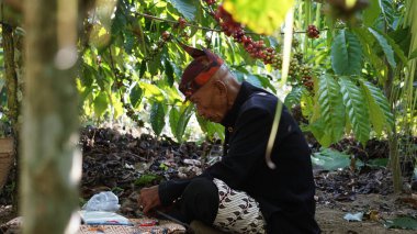 Manten Kopi 'nin (kahve evliliği) töreni. Manten Kopi de Karanganjar 'daki kahve hasadı ayinlerinden biridir (Modangan, Blitar)