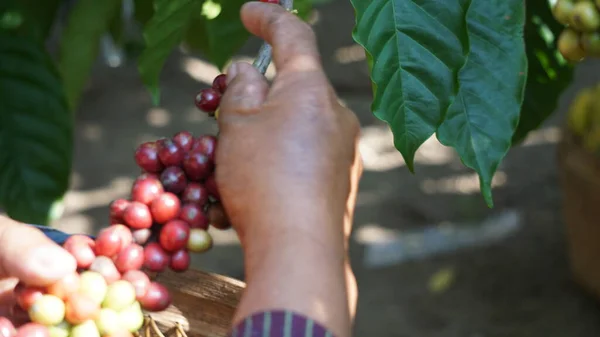 stock image Coffee on manten Kopi (Coffee marriage). Manten Kopi is one of the rituals for the coffee harvest in de Karanganjar (Modangan, Blitar), East Java, Indonesia