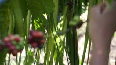 Manten Kopi 'ye kahve. Manten Kopi, Endonezya 'nın Endonezya bölgesindeki Karanganjar (Modangan, Blitar) kahve hasadı ayinlerinden biridir.