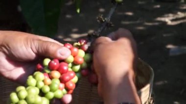 Manten Kopi 'ye kahve. Manten Kopi, Endonezya 'nın Endonezya bölgesindeki Karanganjar (Modangan, Blitar) kahve hasadı ayinlerinden biridir.