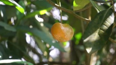 Tabernaemontana makrocarpa (Bongang, Kayu gegah, Kelampan, Merbadak, Mpayak, Pelir kambing olarak da bilinir). Tabernaemontana makrocarpa ok zehri olarak kullanıldı.