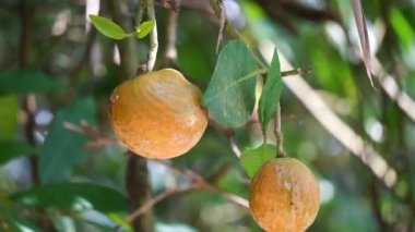 Tabernaemontana makrocarpa (Bongang, Kayu gegah, Kelampan, Merbadak, Mpayak, Pelir kambing olarak da bilinir). Tabernaemontana makrocarpa ok zehri olarak kullanıldı.