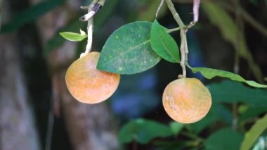 Tabernaemontana makrocarpa (Bongang, Kayu gegah, Kelampan, Merbadak, Mpayak, Pelir kambing olarak da bilinir). Tabernaemontana makrocarpa ok zehri olarak kullanıldı.