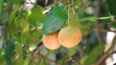 Tabernaemontana makrocarpa (Bongang, Kayu gegah, Kelampan, Merbadak, Mpayak, Pelir kambing olarak da bilinir). Tabernaemontana makrocarpa ok zehri olarak kullanıldı.