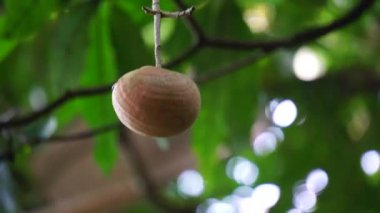 Tabernaemontana makrocarpa (Bongang, Kayu gegah, Kelampan, Merbadak, Mpayak, Pelir kambing olarak da bilinir). Tabernaemontana makrocarpa ok zehri olarak kullanıldı.