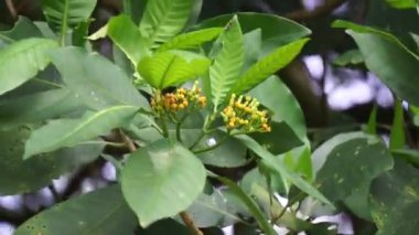 Tabernaemontana makrocarpa (Bongang, Kayu gegah, Kelampan, Merbadak, Mpayak, Pelir kambing olarak da bilinir). Tabernaemontana makrocarpa ok zehri olarak kullanıldı.