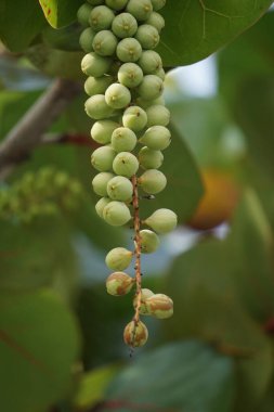 Coccoloba uvifera (deniz tecavüzü, baygrape, Sea Grape, Jamaika Kino, Platter Leaf). Bu bitki süs bitkisidir ve küçük hayvanlar için kum dengeleyici ve koruyucu yaşam alanı olarak hizmet verir.