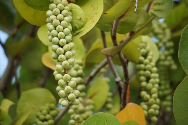 Coccoloba uvifera (deniz tecavüzü, baygrape, Sea Grape, Jamaika Kino, Platter Leaf). Bu bitki süs bitkisidir ve küçük hayvanlar için kum dengeleyici ve koruyucu yaşam alanı olarak hizmet verir.