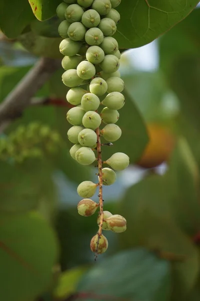 Coccoloba Uvifera Baygrape 자메이카 플래터 식물은 식물이며 동물을위한 안정제 서식지 스톡 사진