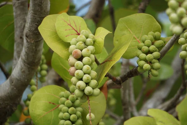 Coccoloba Uvifera Baygrape 자메이카 플래터 식물은 식물이며 동물을위한 안정제 서식지 스톡 이미지