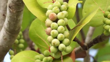 Coccoloba uvifera (deniz tecavüzü, baygrape, Sea Grape, Jamaika Kino, Platter Leaf). Bu bitki süs bitkisidir ve küçük hayvanlar için kum dengeleyici ve koruyucu yaşam alanı olarak hizmet verir.