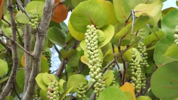 Coccoloba Uvifera Seagrape Baygrape Sea Grape Jamaican Kino Platter Leaf — Stock Video