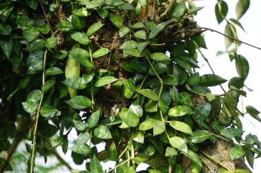 Hoya lacunosa, Hoya familyasından Güneydoğu Asya 'ya özgü bir bitki türü. Çoğu Hoya gibi o da epifitik sarmaşık tırmanıcısıdır. Yaprakları süslemek için yumuşak bir alkışı var.