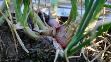 Yeşil yapraklı soğan ağacı.
