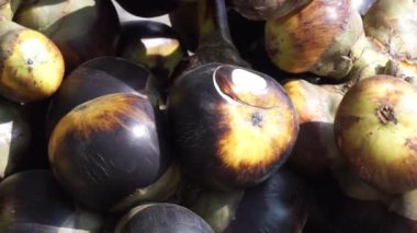 Borassus flabellifer (doub palmiye, palmiye, tala, toddy palmiye, şarap palmiyesi, buz elması, pohon lontar). Bu meyvenin tadı genç hindistan cevizi gibi. 