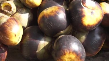 Borassus flabellifer (doub palmiye, palmiye, tala, toddy palmiye, şarap palmiyesi, buz elması, pohon lontar). Bu meyvenin tadı genç hindistan cevizi gibi. 