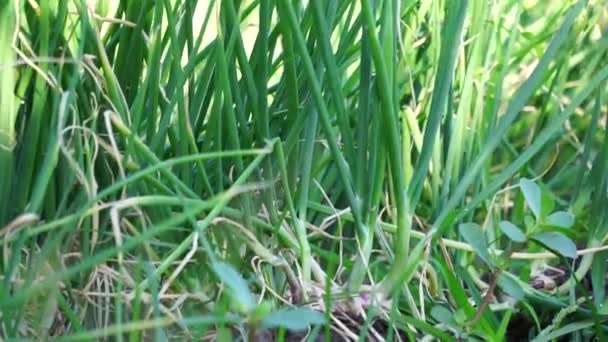 Árbol Cebolla Campo Con Hojas Verdes — Vídeo de stock