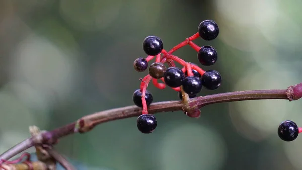 五叶杜鹃 弗吉尼亚爬虫 维多利亚爬虫 五叶常春藤 木本植物 人们经常看到它覆盖在电线杆或树上 — 图库照片