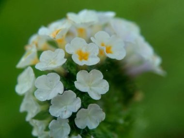 Doğal bir arka planı olan helotropium indium. Ayrıca Sangketan, buntut tikus, Hint heliotrope, Hint Turnsole, Heliotropium indicum, Heliotropium parviflorum olarak da bilinir..