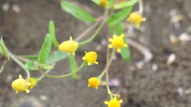 Acmella panikulata (Jotang, getang, gulang, egetan, srunen, seruni sapi). Bu bitkinin ampulleri diş ağrısı ve ağız ülseri tedavisinde kullanılır.