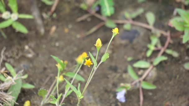 Acmella Paniculata Jotang Getang Gulang Egetan Srnen Seruni Sah 식물의 — 비디오