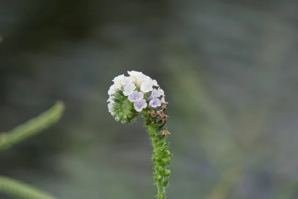 Heliotropium Indicum Met Een Natuurlijke Achtergrond Ook Bekend Als Sangketan — Stockfoto