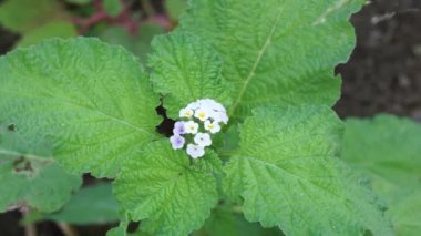 Doğal bir arka planı olan helotropium indium. Ayrıca Sangketan, buntut tikus, Hint heliotrope, Hint Turnsole, Heliotropium indicum, Heliotropium parviflorum olarak da bilinir..