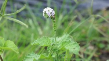 Doğal bir arka planı olan helotropium indium. Ayrıca Sangketan, buntut tikus, Hint heliotrope, Hint Turnsole, Heliotropium indicum, Heliotropium parviflorum olarak da bilinir..