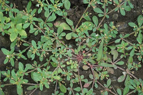 Mollugo Verticillata Zielony Dywan Indyjski Ciecierzyca Diabelski Uścisk Wiechlina Rośliny — Zdjęcie stockowe