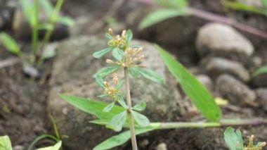 Mollugo verticillata (yeşil havan otu, kızılderili civcivi, Şeytan Tutuşu, Whorled Chickweed). Bu bitkiler tarihsel olarak sebze olarak ya da tıbbi faydalar için kullanılmıştır.
