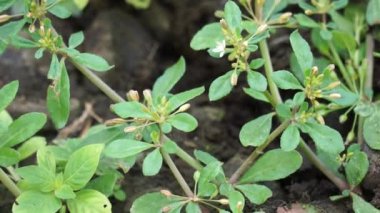 Mollugo verticillata (yeşil havan otu, kızılderili civcivi, Şeytan Tutuşu, Whorled Chickweed). Bu bitkiler tarihsel olarak sebze olarak ya da tıbbi faydalar için kullanılmıştır.