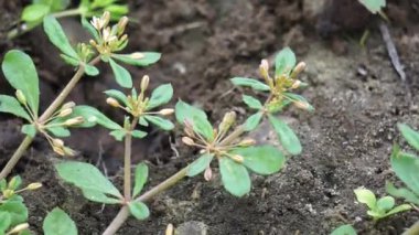 Mollugo verticillata (yeşil havan otu, kızılderili civcivi, Şeytan Tutuşu, Whorled Chickweed). Bu bitkiler tarihsel olarak sebze olarak ya da tıbbi faydalar için kullanılmıştır.