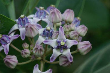 Calotropis gigantea (dev calotrope, Biduri, taç çiçeği) doğal bir arka planı vardır. Her çiçek merkezden yükselen beş noktalı taç ve küçük bir 