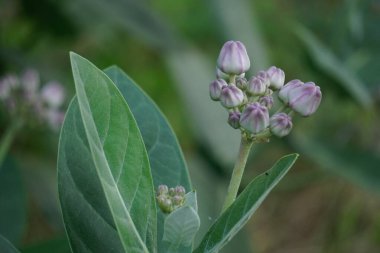 Calotropis gigantea (dev calotrope, Biduri, taç çiçeği) doğal bir arka planı vardır. Her çiçek merkezden yükselen beş noktalı taç ve küçük bir 